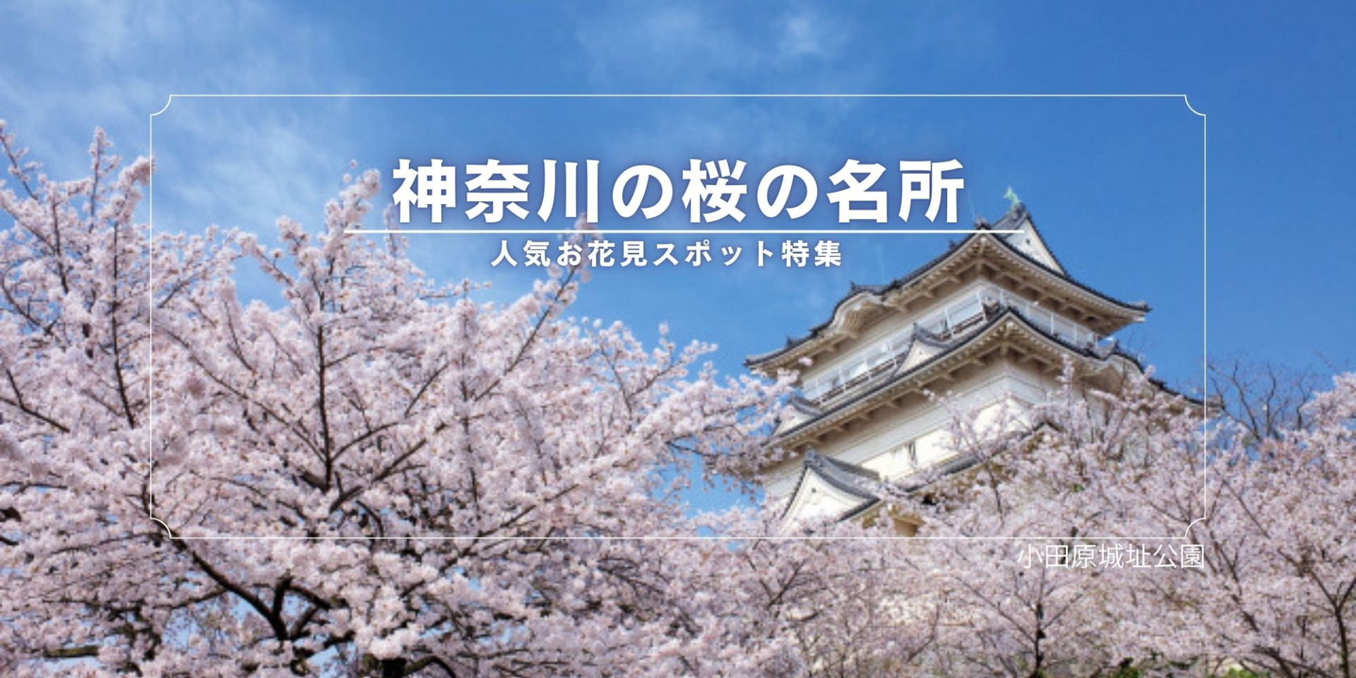 神奈川の桜の名所2026｜人気お花見スポット＆穴場スポット